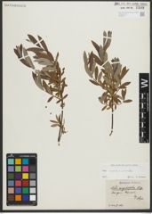 Foto von Salix repens L. x Salix viminalis L.